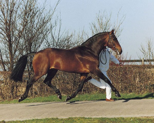 Pferd Wellington (Koninklijk Warmbloed Paardenstamboek Nederland (KWPN), 1980, von Nimmerdor)