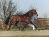 stallion Wellington (KWPN (Royal Dutch Sporthorse), 1980, from Nimmerdor)