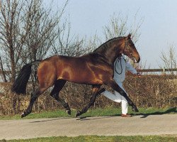 Deckhengst Wellington (KWPN (Niederländisches Warmblut), 1980, von Nimmerdor)