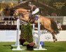 jumper Wilmarie (Oldenburg show jumper, 2013, from Christian 25)