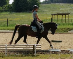 jumper Emelieke (Holländisches riding ponies, 2009)