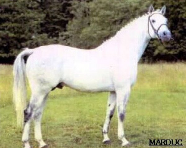 horse Marduc (Trakehner, 1977, from Halali)