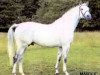 stallion Marduc (Trakehner, 1977, from Halali)