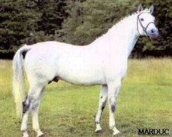 Deckhengst Marduc (Trakehner, 1977, von Halali)