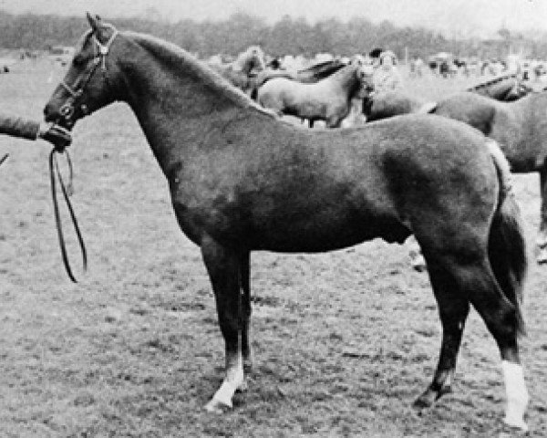 stallion Tanlan Julius Caesar (Welsh-Pony (Section B), 1967, from Downland Chevalier)