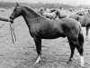 Deckhengst Tanlan Julius Caesar (Welsh Pony (Sek.B), 1967, von Downland Chevalier)