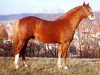 Deckhengst Tetworth Crimson Lake (Welsh Pony (Sek.B), 1978, von Lechlade Scarlet Pimpernel)