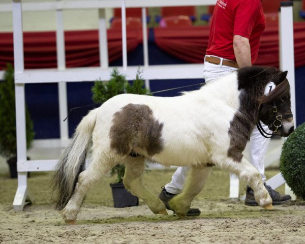 stallion Niederbroks Hui-Buh (Shetland pony (under 87 cm), 2018, from Hummer van Stal Polderzicht)
