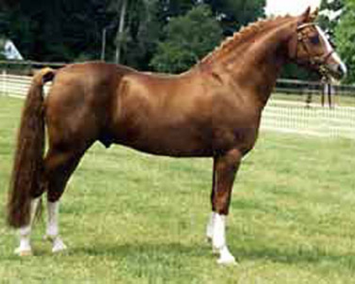 stallion Principal Boy (Nederlands Welsh Ridepony, 1986, from Tetworth Crimson Lake)