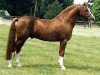 stallion Principal Boy (Nederlands Welsh Ridepony, 1986, from Tetworth Crimson Lake)