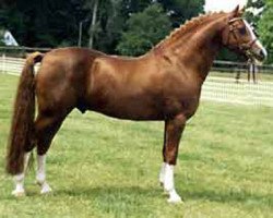 stallion Principal Boy (Nederlands Welsh Ridepony, 1986, from Tetworth Crimson Lake)