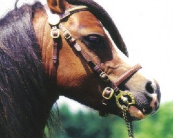 Deckhengst Raloon's Bolero (Welsh Mountain Pony (Sek.A),  )