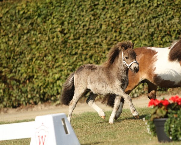 horse Hannibal vom Burgblick (Shetland pony (under 87 cm), 2022, from Hummer van Stal Polderzicht)