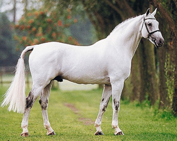 stallion Cavalier (KWPN (Royal Dutch Sporthorse), 1984, from Maykel)