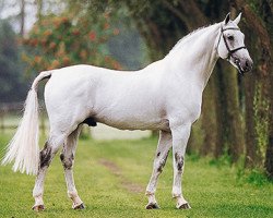 Deckhengst Cavalier (KWPN (Niederländisches Warmblut), 1984, von Maykel)