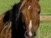 Deckhengst Twycross Cavalier (Welsh Pony (Sek.B), 1976, von Rotherwood Commander)