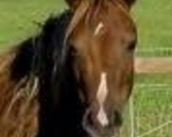 stallion Twycross Cavalier (Welsh-Pony (Section B), 1976, from Rotherwood Commander)