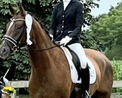 dressage horse Danzarino 4 (Hanoverian, 2018, from Sir Donnerhall I)