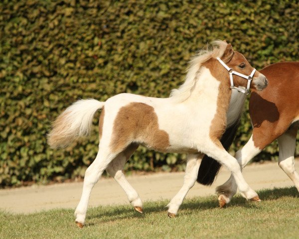 Pferd Hennessy vom Burgblick (Shetland Pony (unter 87 cm), 2022, von Niederbroks Hui-Buh)