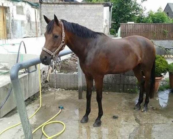 dressage horse Jupiter 174 (Nederlands Welsh Ridepony, 2008, from Orchard Red Prince)