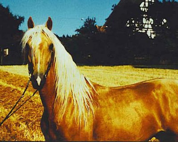 Deckhengst LG'Imagine That (American Saddlebred Horse,  , von Stardustacr Admirableodds)