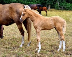 dressage horse Ma Bella Una (German Riding Pony, 2022, from Fs Numero Uno)