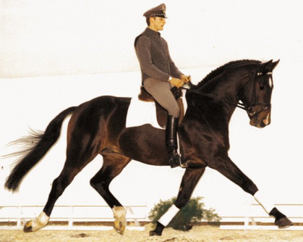 stallion Werenfels (Hanoverian, 1989, from Werther)