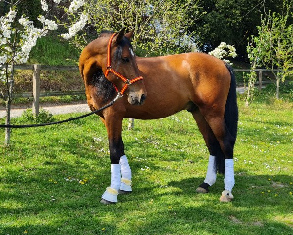 dressage horse Omar Cym (Pura Raza Espanola (PRE), 2016, from Raulito)