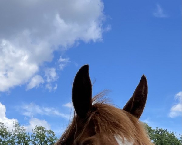 dressage horse Fyorello (Hanoverian, 2021, from Fürst Toto)