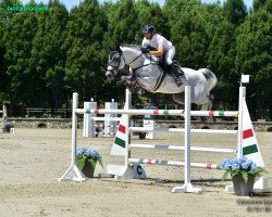 jumper Glendale (KWPN (Royal Dutch Sporthorse), 2011, from VDL Cardento 933)