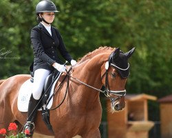 dressage horse Sunrise 182 (Westphalian, 2011, from Sunday)