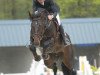 stallion Calvaro van het Schoonhoudthof (Belgian Warmblood, 2002, from Toulon)