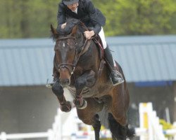 stallion Calvaro van het Schoonhoudthof (Belgian Warmblood, 2002, from Toulon)