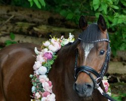 dressage horse Novio 7 (German Riding Pony, 2016, from Wengelo's Nelson)