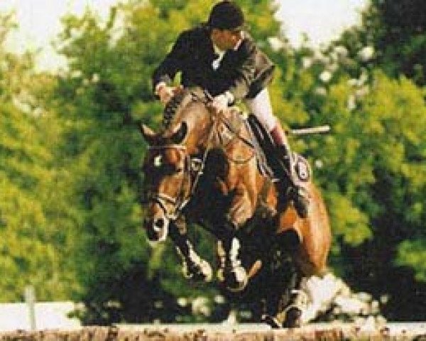 stallion Lavall I (Holsteiner, 1986, from Landgraf I)