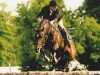 stallion Lavall I (Holsteiner, 1986, from Landgraf I)
