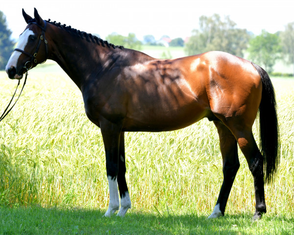 stallion Atillio xx (Thoroughbred, 2013, from Lawman xx)