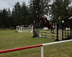 Springpferd Heppi Hickstead (Oldenburger Springpferd, 2017, von Hickstead White)