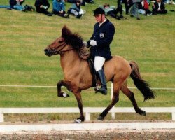 Deckhengst Óður frá Brún (Islandpferd, 1989, von Stígur frá Kjartansstöðum)