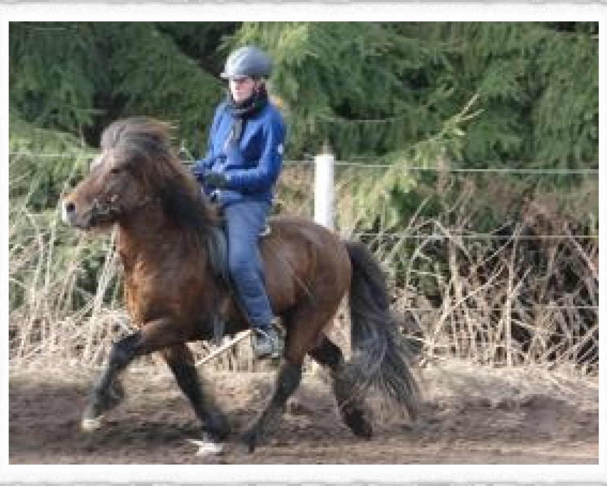 stallion Tonn fra Audsholtshjaleigu (Iceland Horse, 1997, from Óður frá Brún)