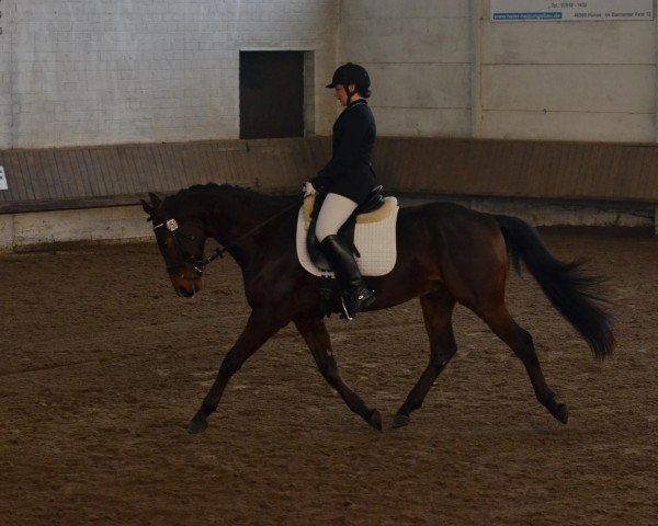 Pferd Kamyk (Polnisches Warmblut, 2008, von Polonus)