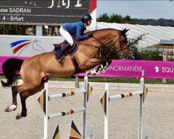 jumper Erfurt (KWPN (Royal Dutch Sporthorse), 2009, from Tangelo van de Zuuthoeve)