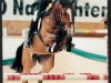 broodmare Zauberstern (Austrian Warmblood, 1991, from Zenit)