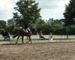 dressage horse Rimini Bay 2 (Hanoverian, 2007, from Royal Blend)