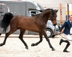 stallion Up To You (Selle Français, 2008, from Calvaro Z)