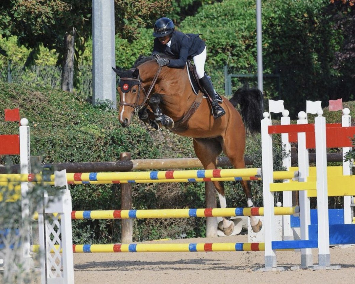 Springpferd Gontendro (Selle Français, 2016, von Contendro I)