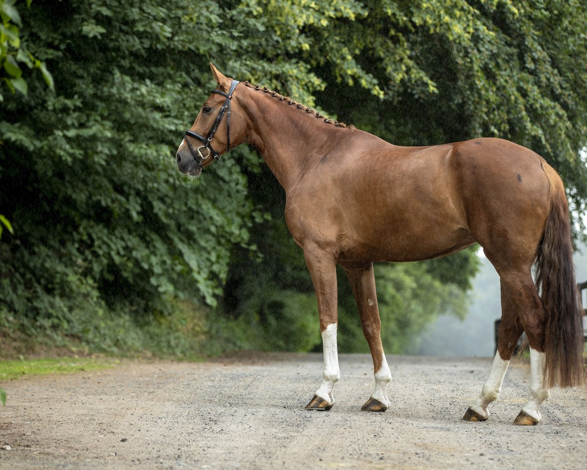 dressage horse K.C. Diva Royal (Rhinelander, 2013, from Donquestador)