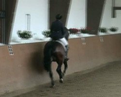 dressage horse Atraktiv Z (Hessian Warmblood, 2001, from Amfortas)