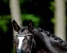 dressage horse Frühlingsmelodie 4 (Westphalian, 2017, from Fürstenball)