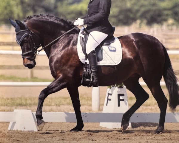 broodmare Chiqui (Andalusians/horse of pure Spanish race, 2005, from Escandalo XIX)